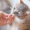 Friandise apaisante pour chat – Image 2